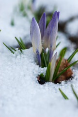 Beautiful purple crocuses breaking through under the snow in spring in garten