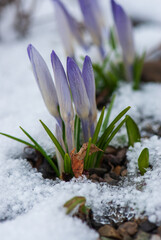 Beautiful purple crocuses breaking through under the snow in spring in garten
