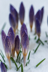 Beautiful purple crocuses breaking through under the snow in spring in garten