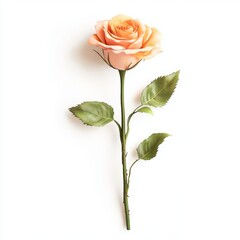 Obraz premium Elegant Single Rose Isolated on White Background