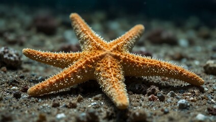 Close-up of a starfish resting on the seabed.