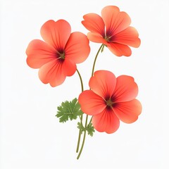 Obraz premium Isolated White Geranium Flower on Plain Background