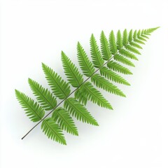 Isolated Green Fern Leaf on White Background