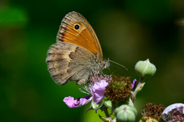Kleines Wiesenvögelchen // Small heath (Coenonympha pamphilus) - Blidinje Nationalpark, Bosnien-Herzegowina