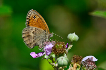 Small heath // Kleines Wiesenvögelchen (Coenonympha pamphilus) 