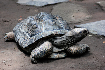 Close-Up of a Tortoise on a Rocky Surface