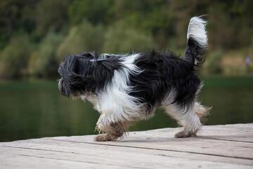 Schapendoes-PON Mix running on wooden walkway