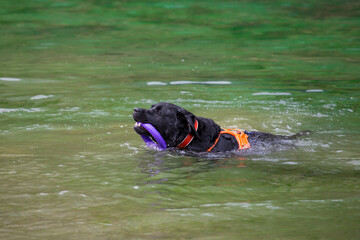 Black Labrador playing and running in water at lake Nembia, Brenta Dolomites, Trentino, Italy, 