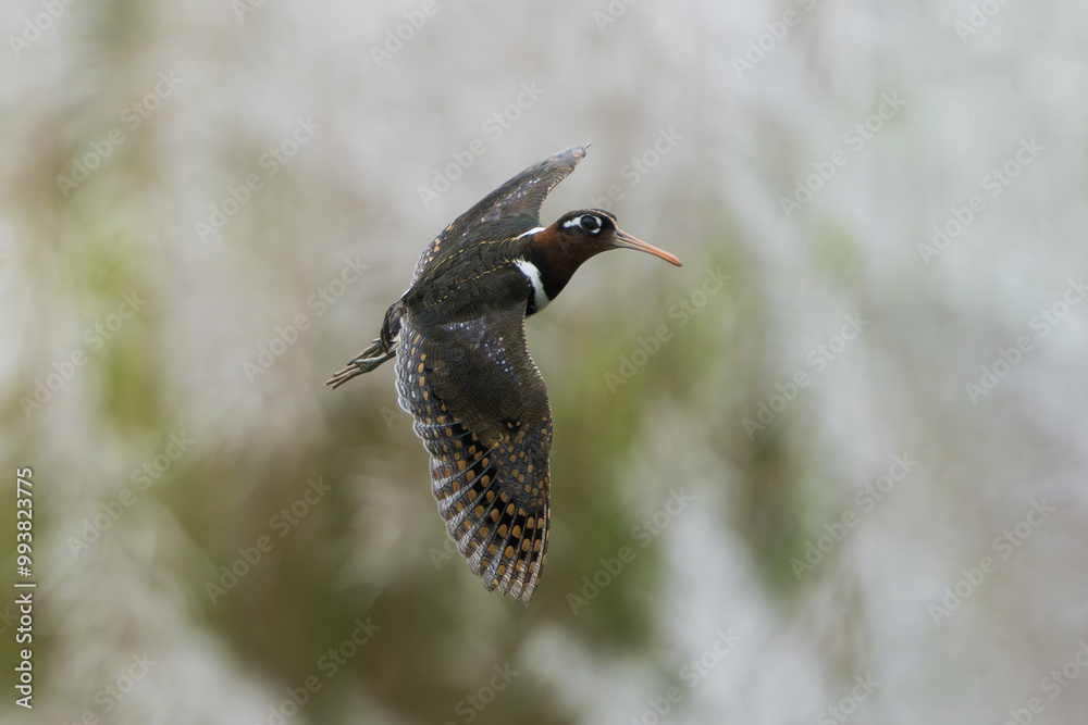 Wall mural greater painted-snipe (rostratula benghalensis) in flight. this bird typically hides among vegetatio