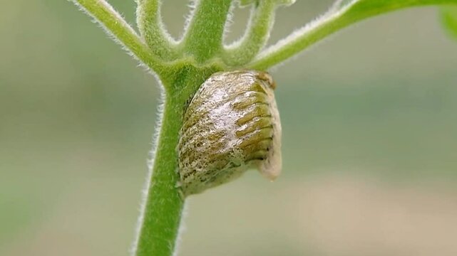 Branch praying mantis nest where babies and eggs are born. Macro video
