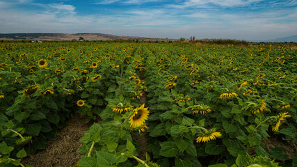 Sunflower Field in Bloom Under a Clear Sky