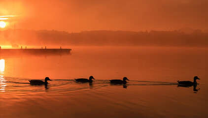 Silhouette einer Entenfamilie bei wunderschönem Sonnenaufgang mit Nebel am See