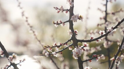 blooming cherry. flowers a on sakura branch. nature park spring flowering trees concept. blooming cherry lifestyle tree branch with flowers