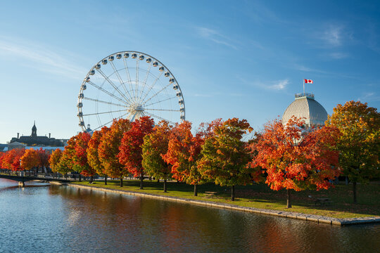 Old Port of Montreal in autumn. Red maples and old Montreal skyline reflected on St. Lawrence River. Fall foliage season in Montreal, Quebec, Canada. La Grande roue de Montreal Ferris wheel.
