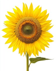 A vibrant sunflower with yellow petals and a dark center embodies summer's cheerful beauty.