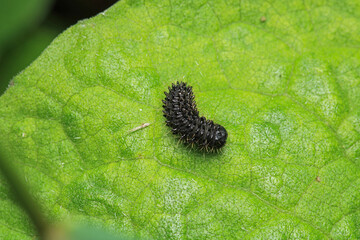 cimbex femoratus fly larva macro photo