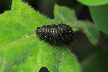cimbex femoratus fly larva macro photo