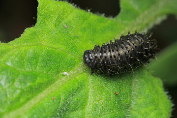 cimbex femoratus fly larva macro photo