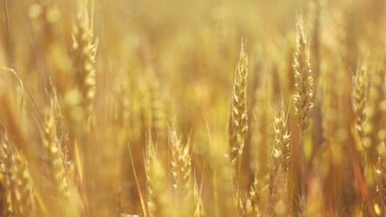 Obraz premium the agriculture wheat. green sprouts of wheat in fertile black soil. agriculture business farming concept. beautiful field of wheat plants general plan nature natural lifestyle healthy food