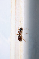 formica fusca ant insect macro photo