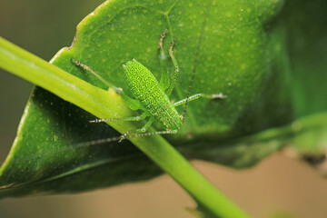 hexacentrus japonicus insect macro photo