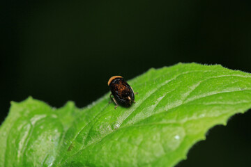 natural Passionvine hopper insect macro photo