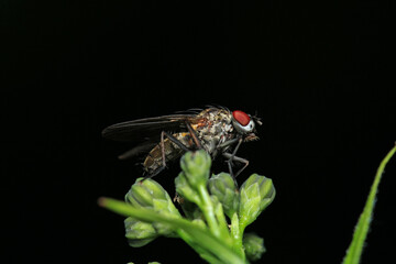 macro photo of housefly facing back