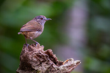 Obraz premium Horsfield's Babbler (Malacocincla sepiaria) or burung pelanduk semak