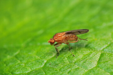 macro photo of housefly facing back