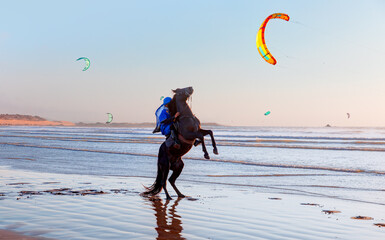 Brown arabian horse rearing while standing in the sea, kite surfer jumping over the waves in the background - Essaouira, Morocco