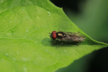 natural eupeodes flower fly photo
