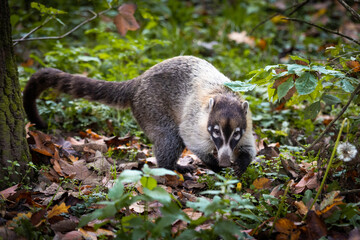 Coati, a long-snouted, raccoon-like mammal