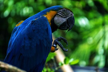 parrot on a tree branch