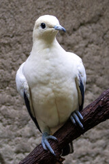 Pied Imperial Pigeon (Ducula bicolor), common in coastal forests and islands of Southeast Asia