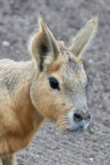Patagonian Mara (Dolichotis patagonum), common in grasslands and scrublands of Argentina