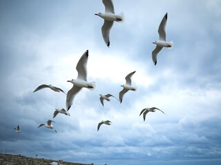 A group of white seagulls soaring against a backdrop of a cloudy sky