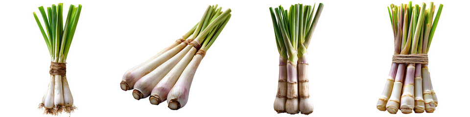 Fototapeta premium Lemongrass Herb Stalks Asian Cuisine Isolated on White and Transparent Background