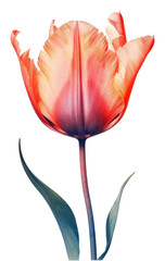 Obraz premium PNG Tulip flower plant inflorescence.