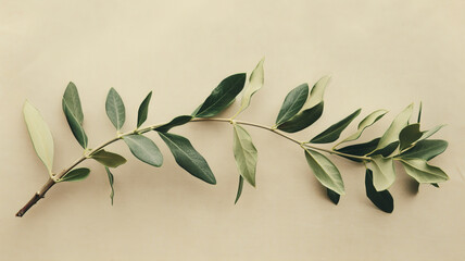 Obraz premium Branch of olive on isolated pale background