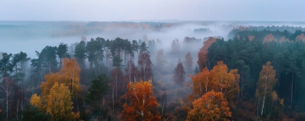 Fototapeta premium aerial view over panoramic foggy forest