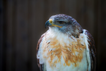 Close-up of a Ferruginous hawk