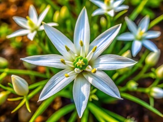 Fototapeta premium Beautiful Star of Bethlehem Flower Blooming in Nature, Symbolizing Peace and New Beginnings