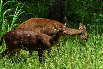 Fototapeta premium deer in the forest
