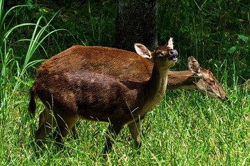 roe deer in the grass