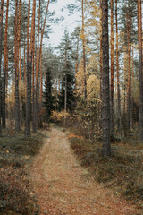 Foot path in the pine tree forest at autumn