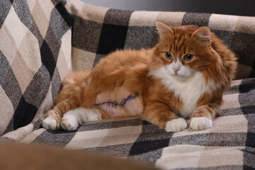 Adult ginger fluffy cat lying on sofa at home after surgery