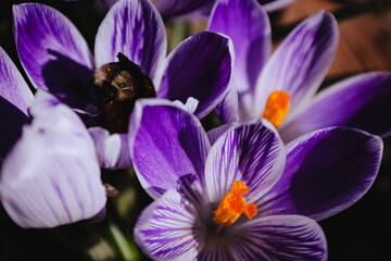 bee in the purple crocus flower