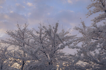 trees in the blossom