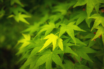 green leaves background