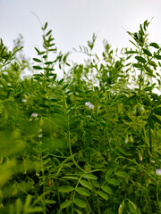 Obraz premium Vicia lutea